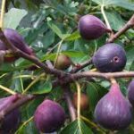 Health benefits of figs