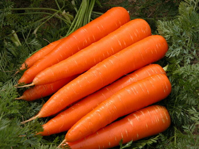 health benefits of carrots