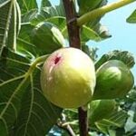 Health benefits of figs