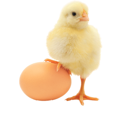 Health Benefits of Chicken Eggs