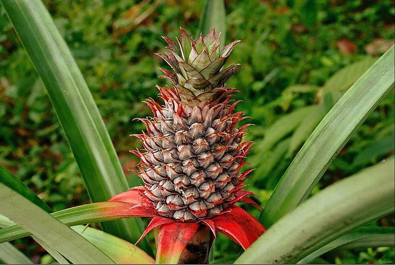 Nutritional Benefits of Eating Pineapple. istockphoto