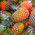 Nutritional Benefits of Eating Pineapple. istockphoto