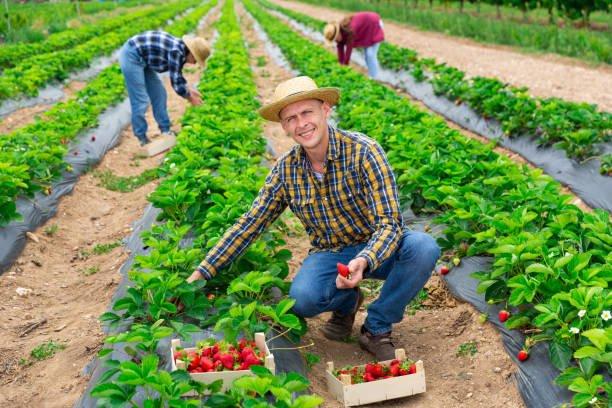 Health Benefits of Strawberries