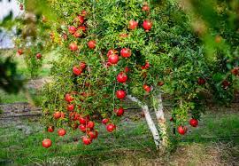 Benefits of Pomegranate Tree