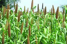 Health Benefits of Millet