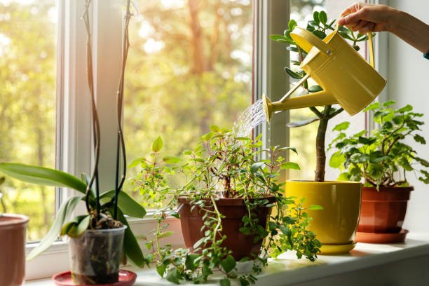 Health Benefits of Home Gardening. istockphoto