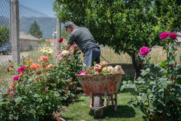 Health Benefits of Home Gardening. istockphoto