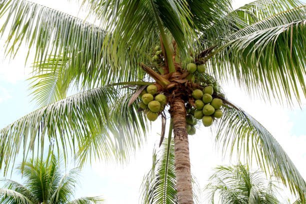 Amazing Benefits of Coconut Tree