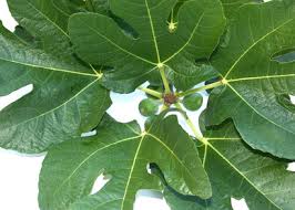 Health Benefits of Fig Leaves