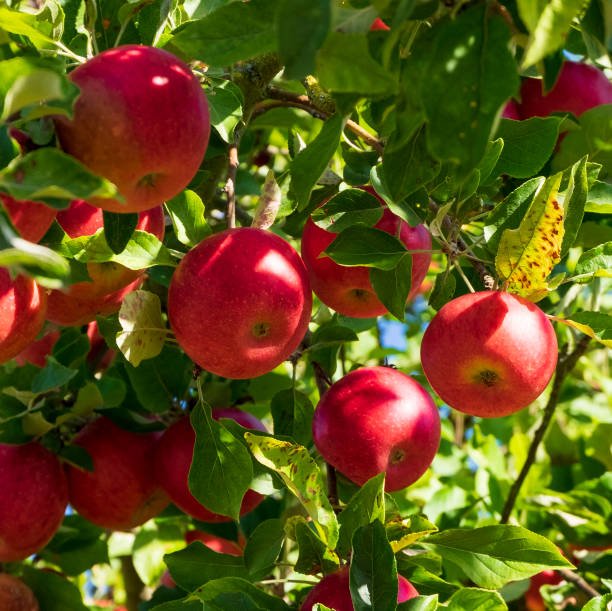 Eating Apples Daily Is Good For Your Health. istockphoto