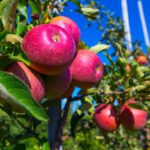 Health Benefits of Eating Apples