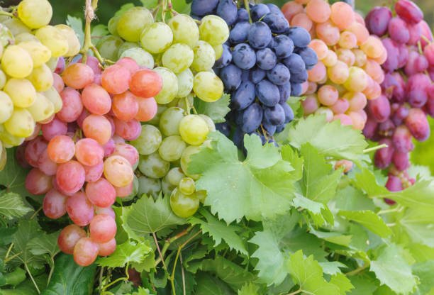 Health Benefits of Eating Grapes. istockphoto