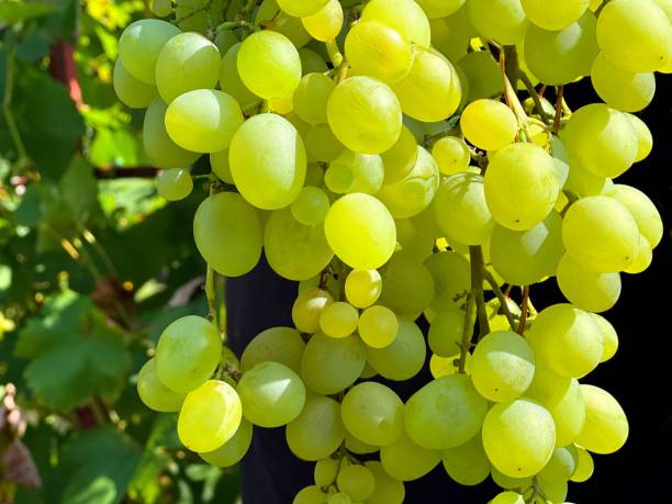 Health Benefits of Eating Grapes. istockphoto