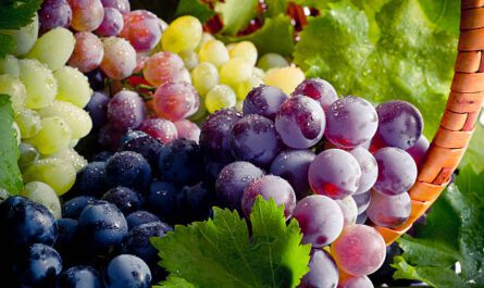 Health Benefits of Eating Grapes. istockphoto