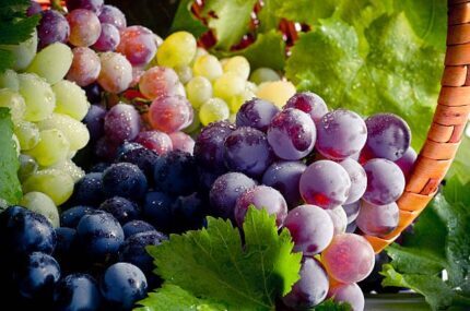 What Are The Benefits of Eating Grapes?