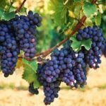 Health Benefits of Eating Grapes. istockphoto