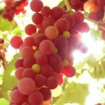 Health Benefits of Eating Grapes. istockphoto