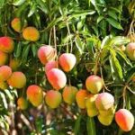 Health Benefits of Eating Mangos. istockphoto