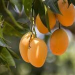 Health Benefits of Eating Mangos. istockphoto