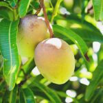 Health Benefits of Eating Mangos. istockphoto