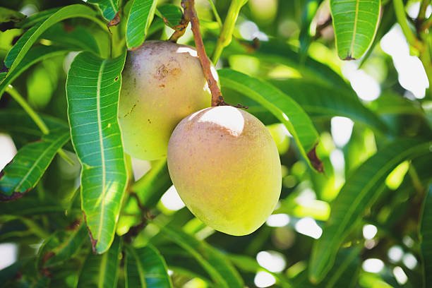 Health Benefits of Eating Mangoes. istockphoto